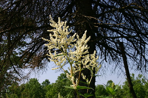 Persicaria polymorpha